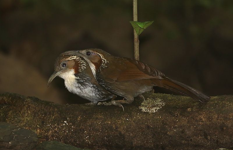 Large Scimitar-Babbler