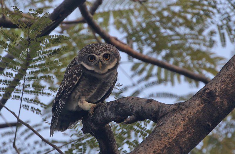 Spotted Owlet