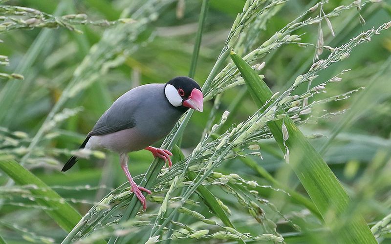 Java Sparrow