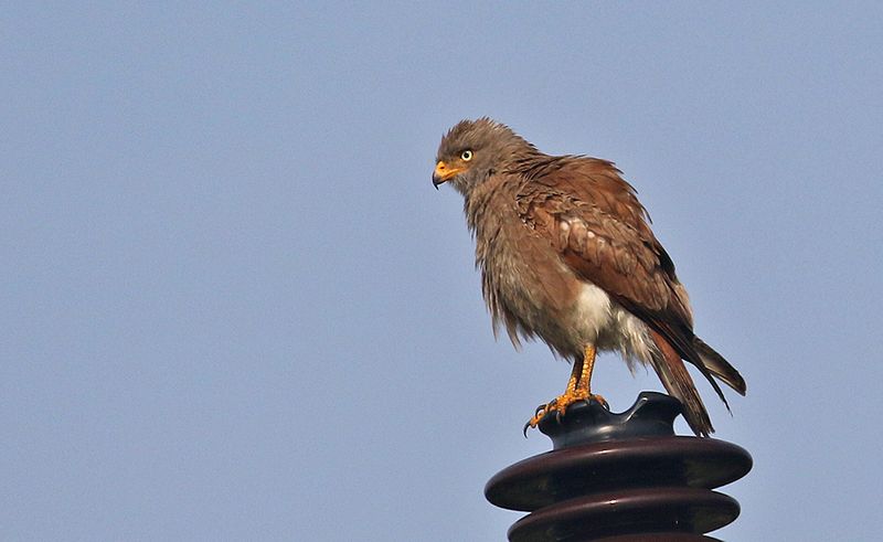 Rufous-winged Buzzard