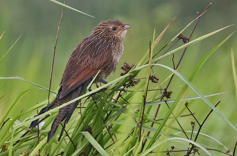 Lesser Coucal