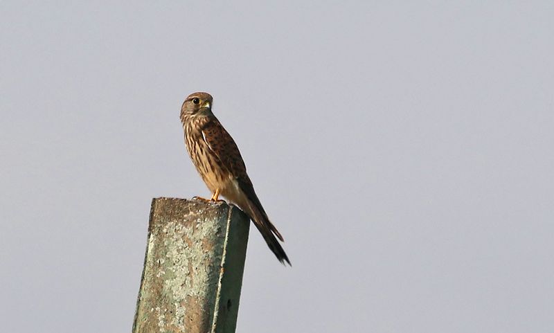 Eurasian Kestrel