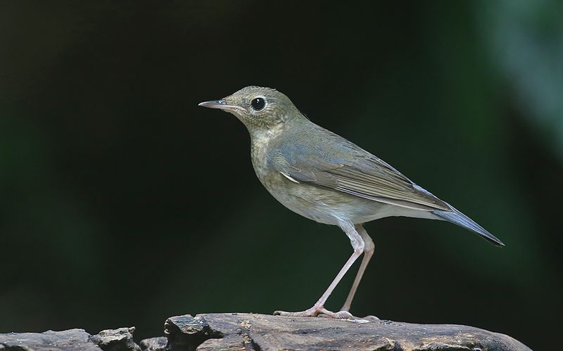 Siberian Blue Robin