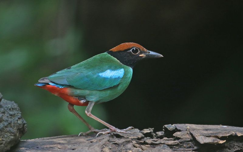 Hooded Pitta