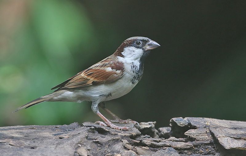 House Sparrow