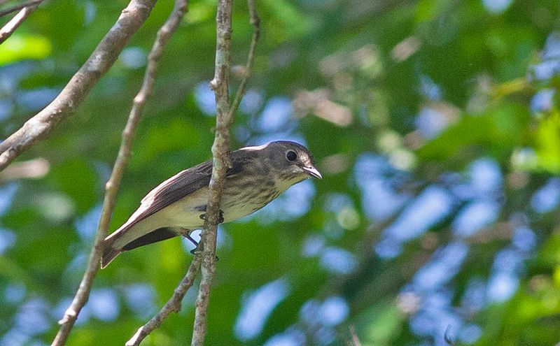 Grey-streaked Flycatcher