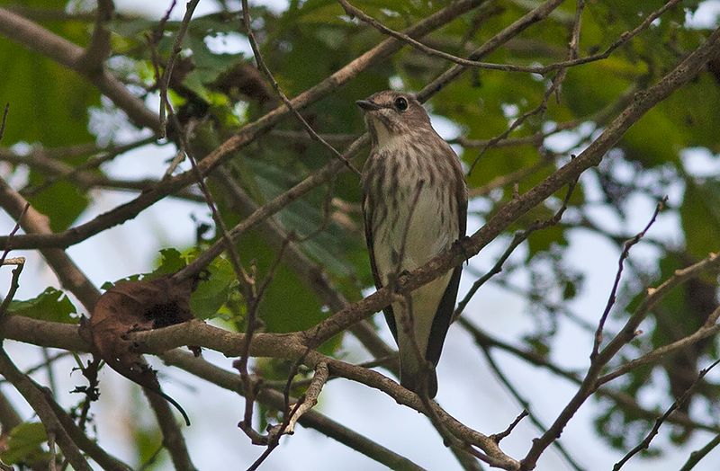 Grey-streaked Flycatcher