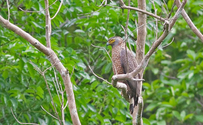 Philippines Crested Serpent Eagle