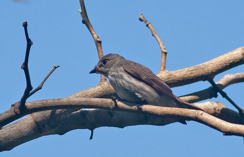 Thick-billed (striped) Flowerpecker