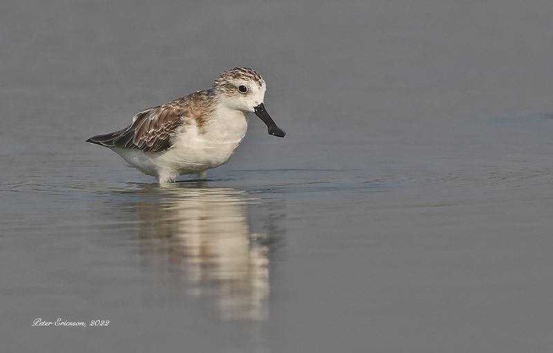 Spoon-billed Sandpiper