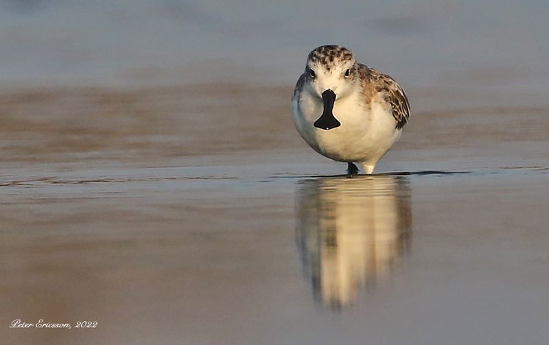 Spoon-billed Sandpiper