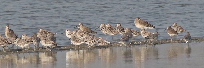 shorebirds