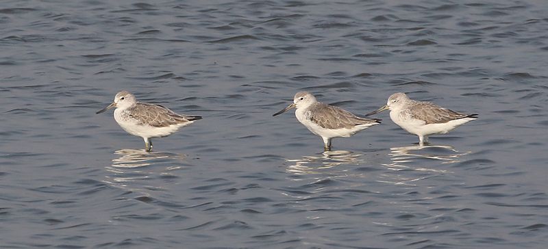 Nordmann's Greenshanks