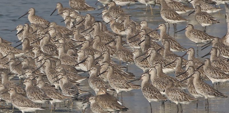 Asian Dowitchers and more