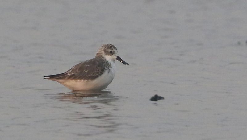 Spoon-billed Sandpiper