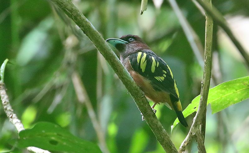 Banded Broadbill