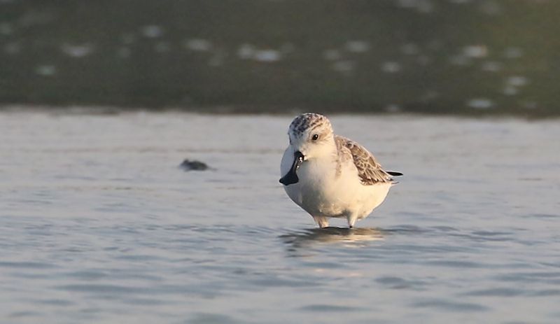 Spoon-billed Sandpiper