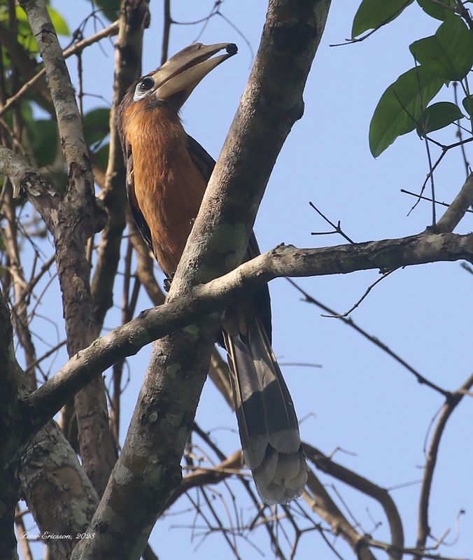 Rusty-cheeked Brown Hornbill