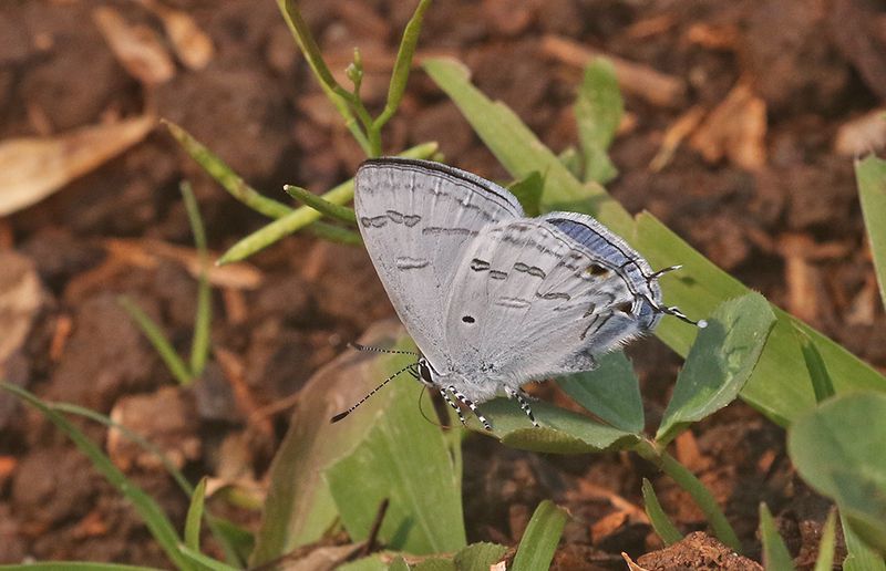 Blue Tit (Hypolycaena kina)