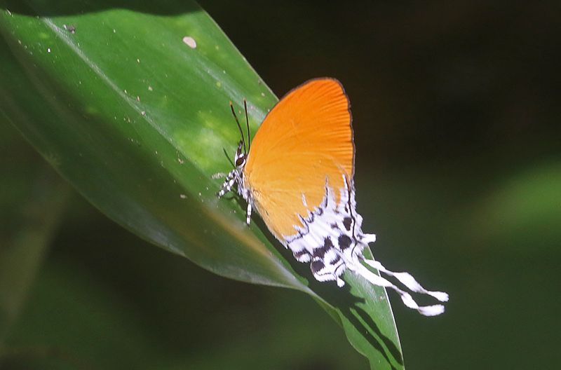 Branded Imperial (Eooxylides tharis)