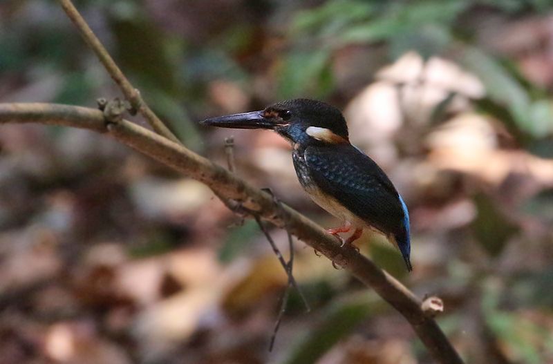 Blue-banded Kingfisher