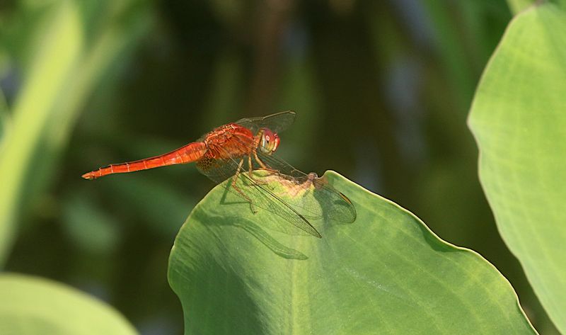 Scarlet Skimmer