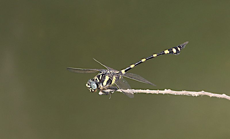 Common Flangetail (Ictinogomphus decoratus)