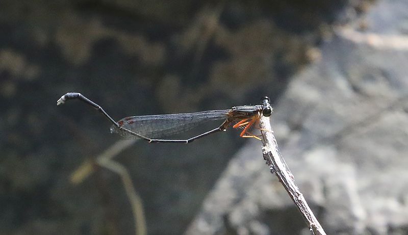 Blue Bush Dart (Copera vittatasd)