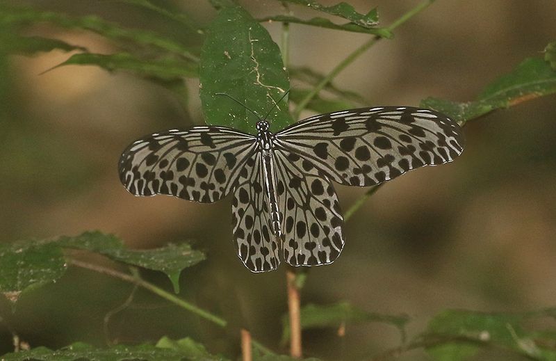 Common Tree Nymph (Idea stolli)