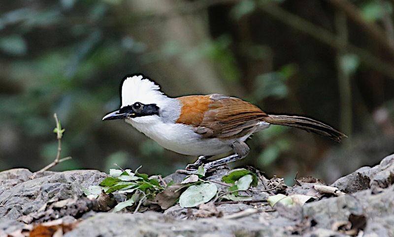 White-crested Laughingthrush