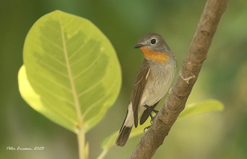 Taiga Flycatcher