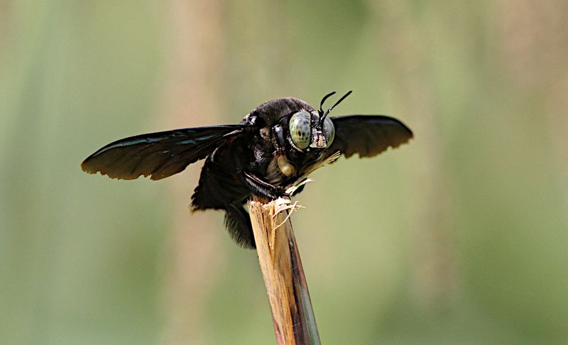 Broad-handed Carpenter-Bee