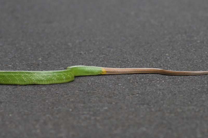 Red-tailed Green Ratsnake (Gonyosoma oxycephalum)