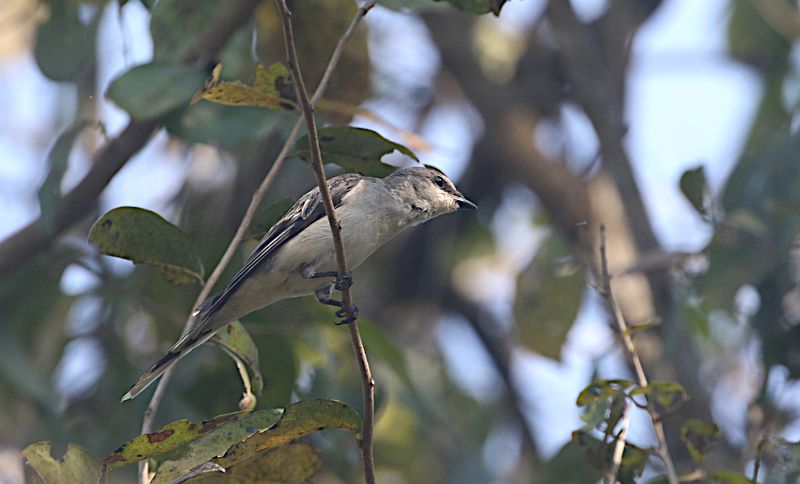 Ashy Minivet