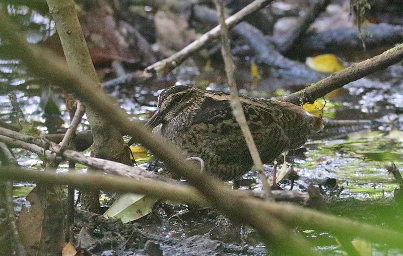 Wood Snipe