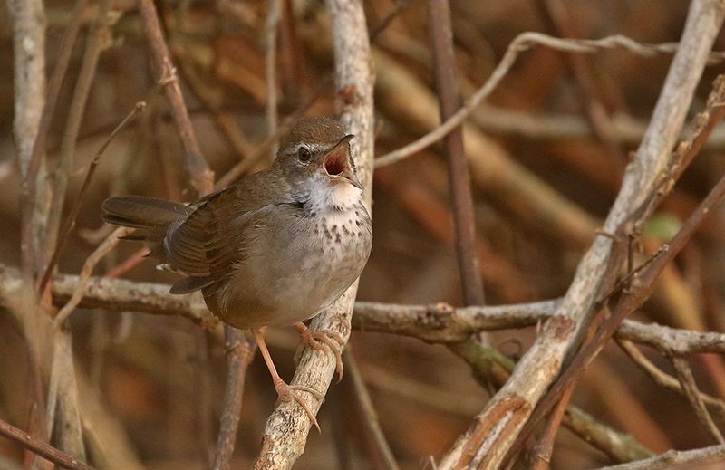 Baikal Bush Warbler