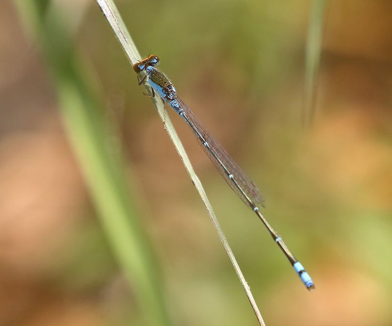 Orange-faced Sprite (Pseudagrion rubriceps)