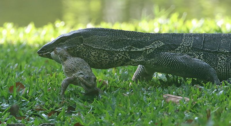 Water Monitor Lizzard