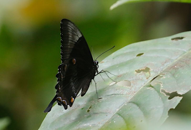 Papilio ulysses