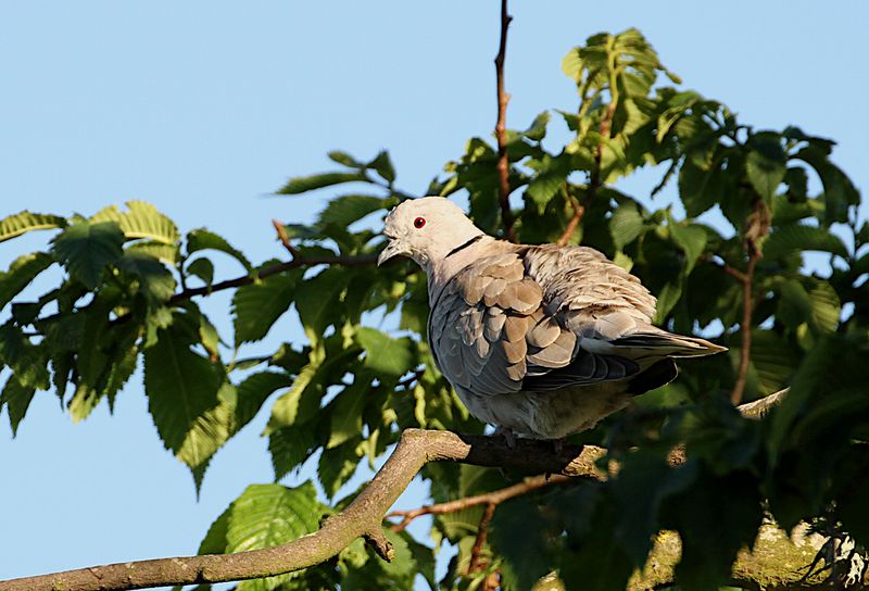Eurasian Collared Dove (Turkduva)