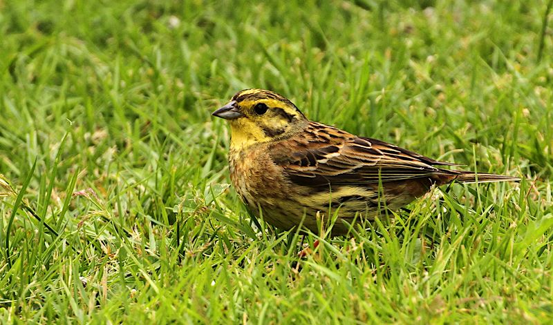 Yellowhammer (Gulsparv)