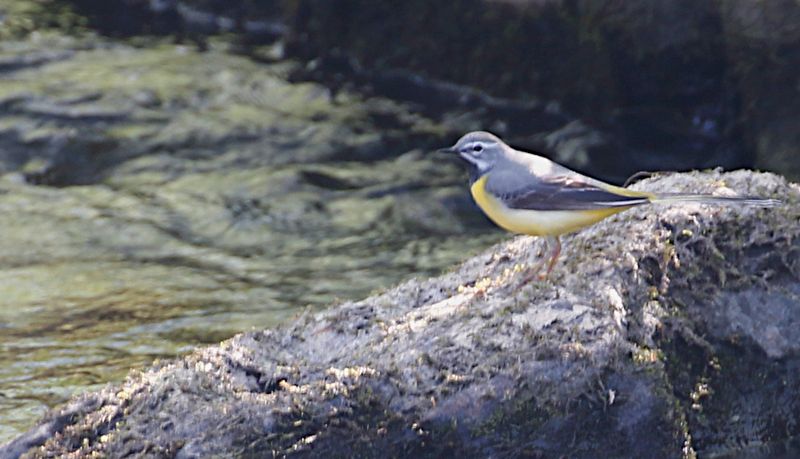Gray Wagtail (Forsrla)