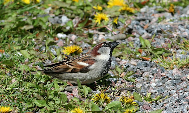 House Sparrow (Grsparv)