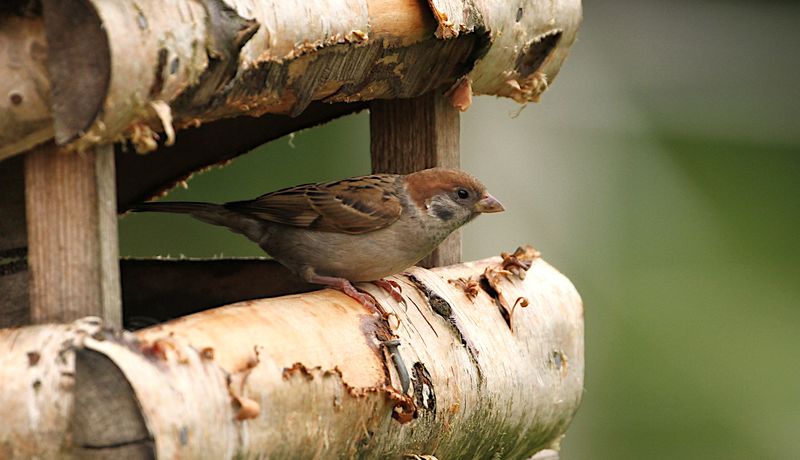 Eurasian Tree Sparrow (Pilfink)