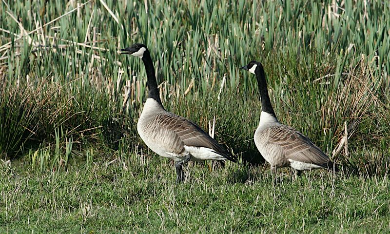 Canada Geese (Kanadags)