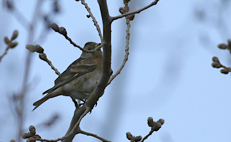 Brambling
