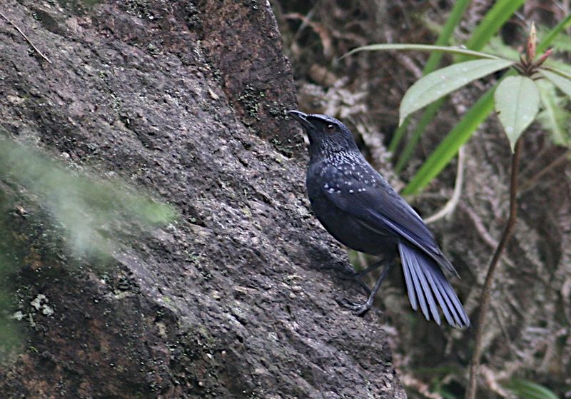 Blue Whistling Thrush