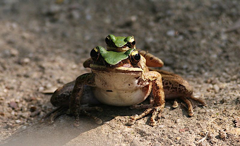 Large Odorous Frog 