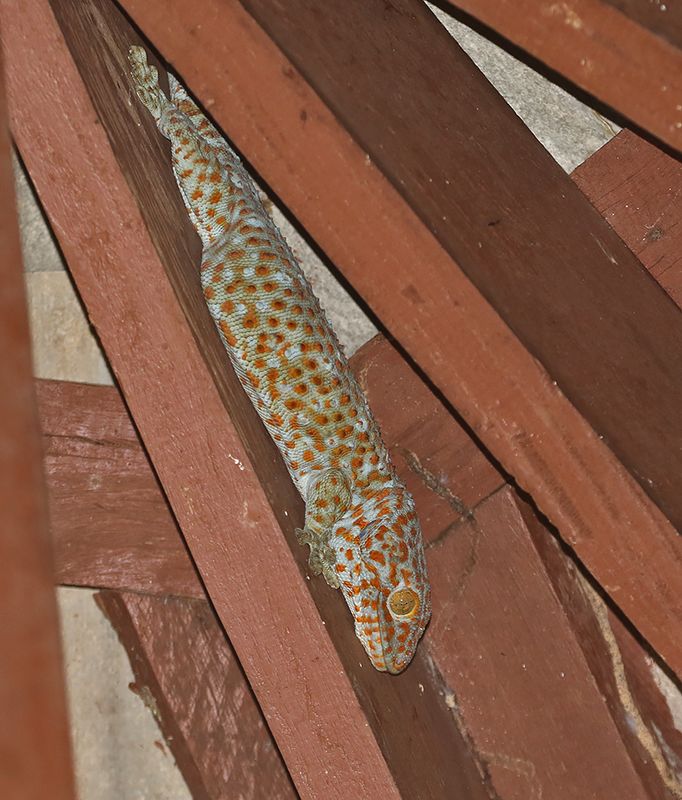 Tokay Gecko