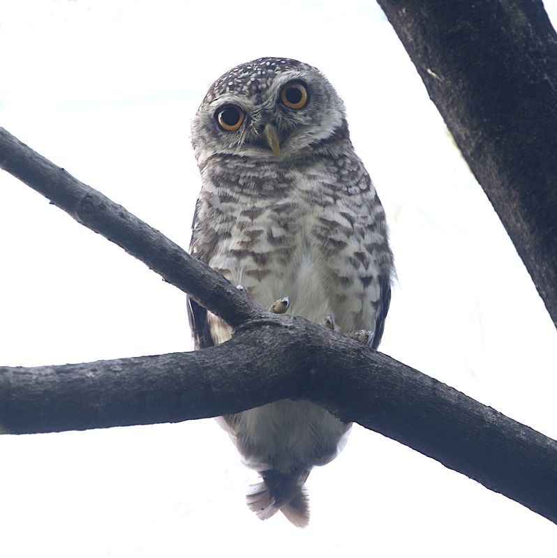 Spotted Owlet